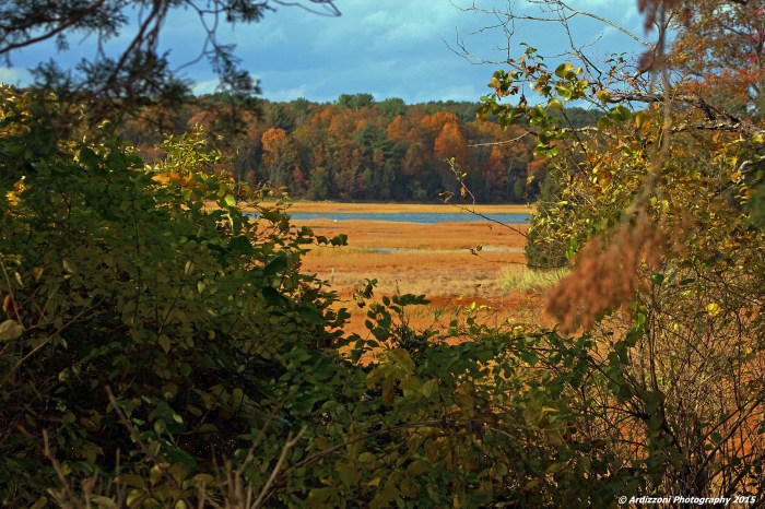 October 29, 2015 The marsh behind Lobsta Land
