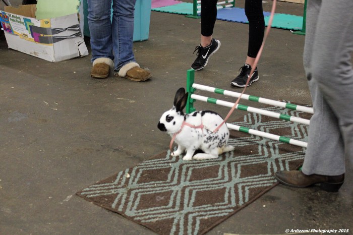 October 4, 2015 bunny on a leash
