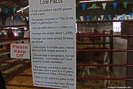 October 4, 2015 Cow facts