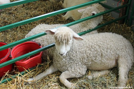 October 4, 2015 dreadlocks