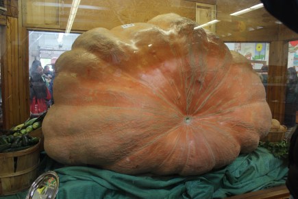 October 4, 2015 One big Pumpkin
