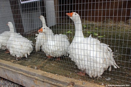 October 4, 2015 Price winnng Geese