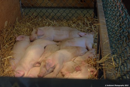 October 4, 2015 sleeping piglets