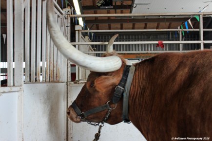 October 4, 2015 Texas long horn