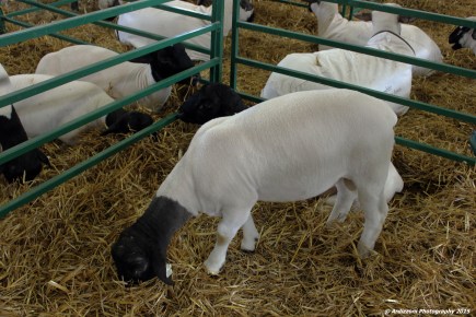 October 4, 2015 These sheep remind me of Steam Clams