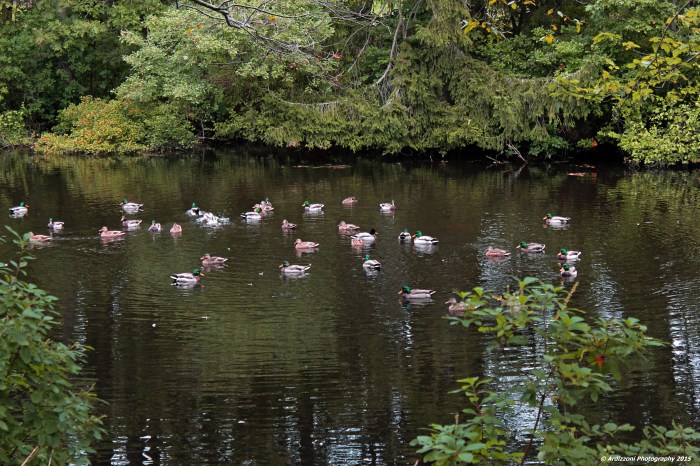 October 5, 2015 ducks hanging out on Monday afternoon