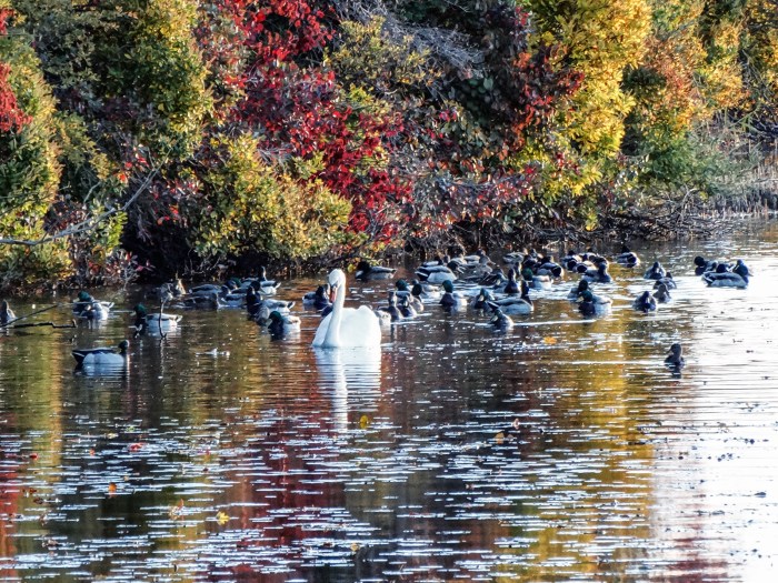 pied piper of niles pond