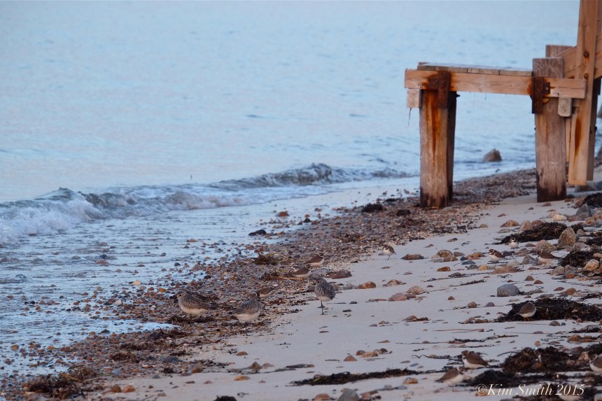 Plover cape Cod ©kim Smith 2015,