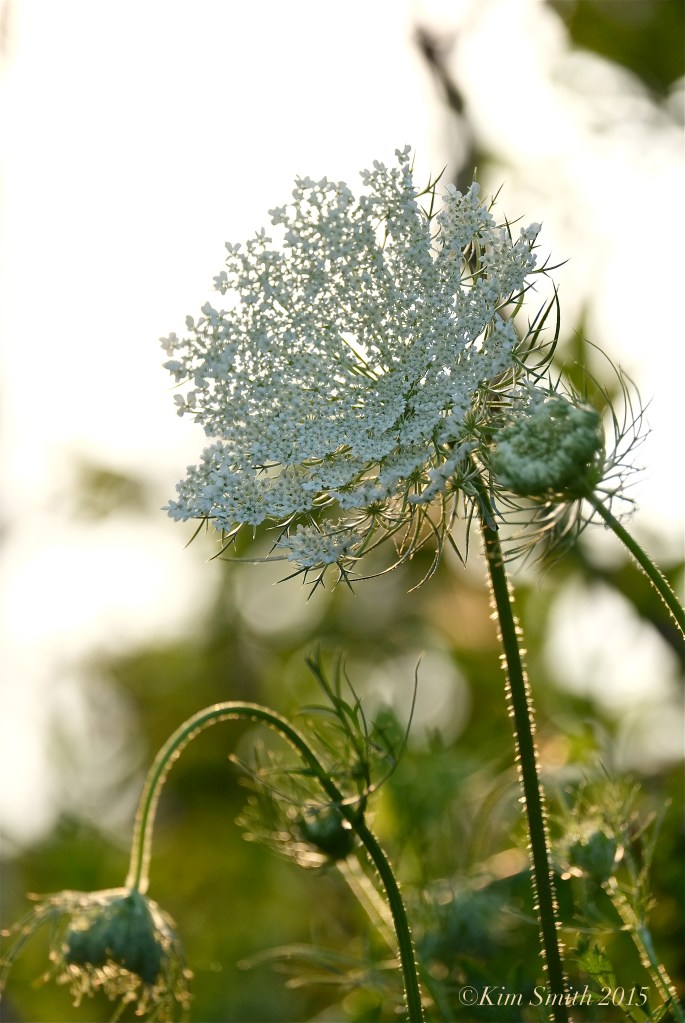 Queen Annes's Lace -4 ©Kim smith 2015