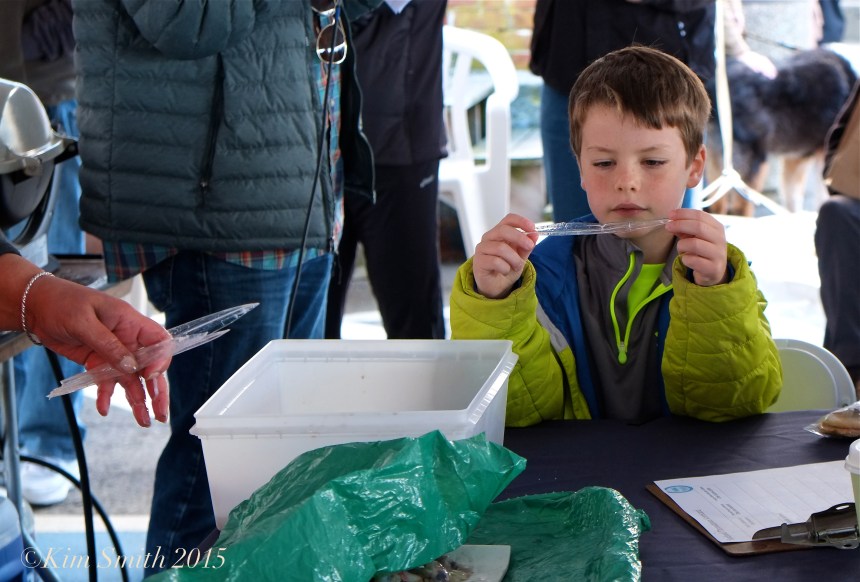 Squid quills ©Kim Smith 2015JPG