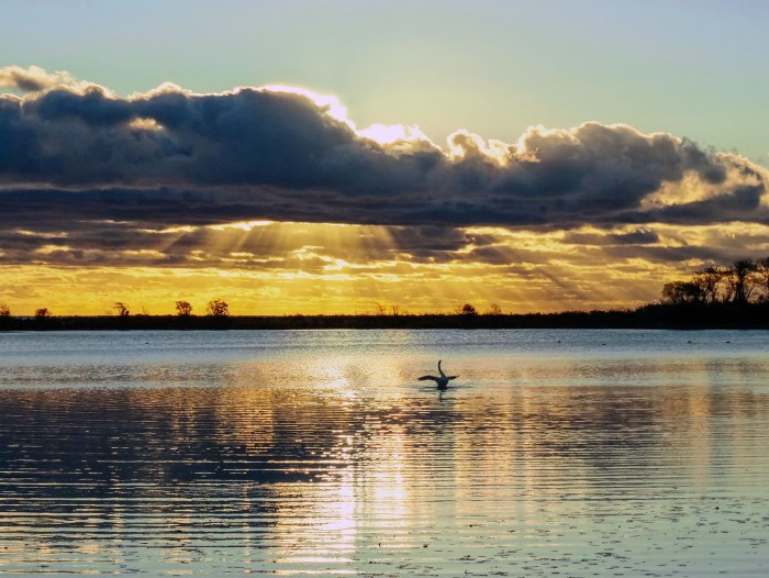 swan greets the rising sun