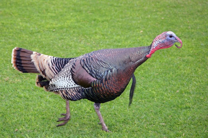 wild_turkey_3