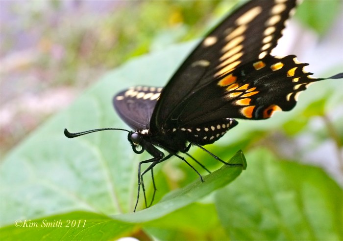 Black Swallowtail High Res