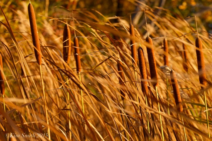 Cattails in the wind -2 ©Kim Smith 2015