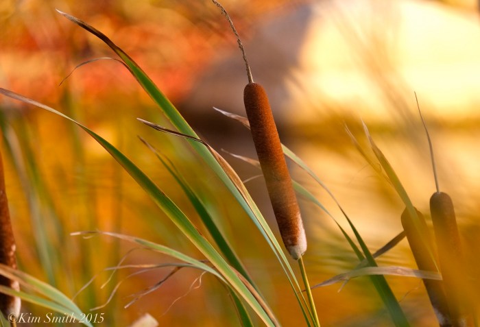 Cattails in the wind ©Kim Smith ©2015