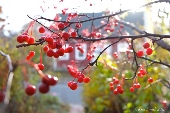 Crab apples ©Kim Smith 2015