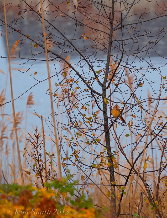 Female Cardinal ©Kim Smith 2015
