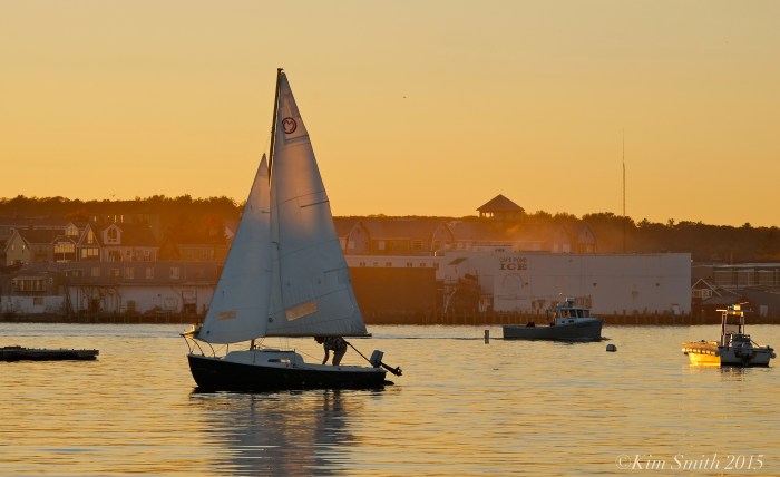 Indian Summer Sail Gloucester harbor ©Kim Smith 2015