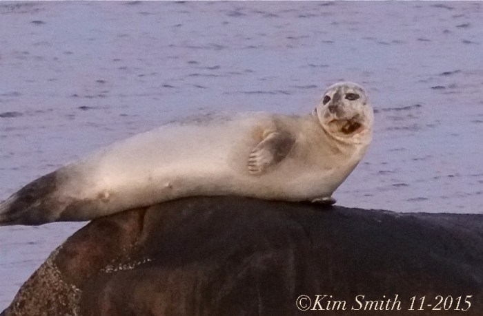 Injured harbor seal ©Kim Smith 2015