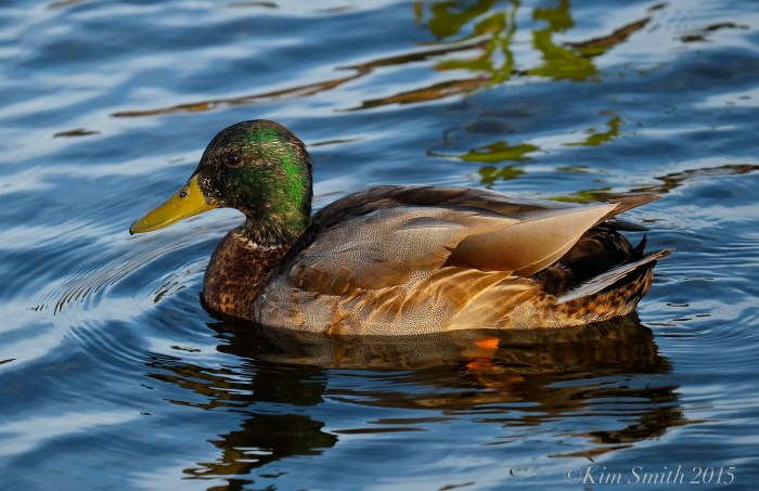 Molting mallard ©Kim Smith 2015