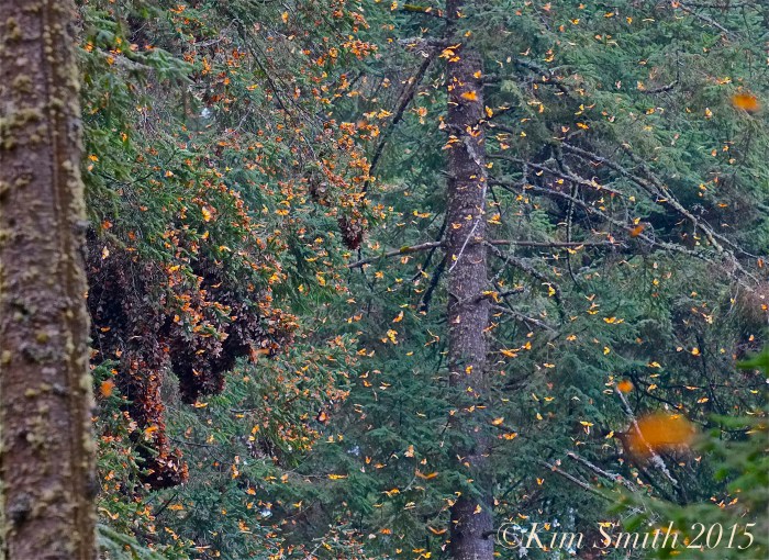 Monarch Butterfly Exposion -2 ©Kim Smith 2014 300dpi copy