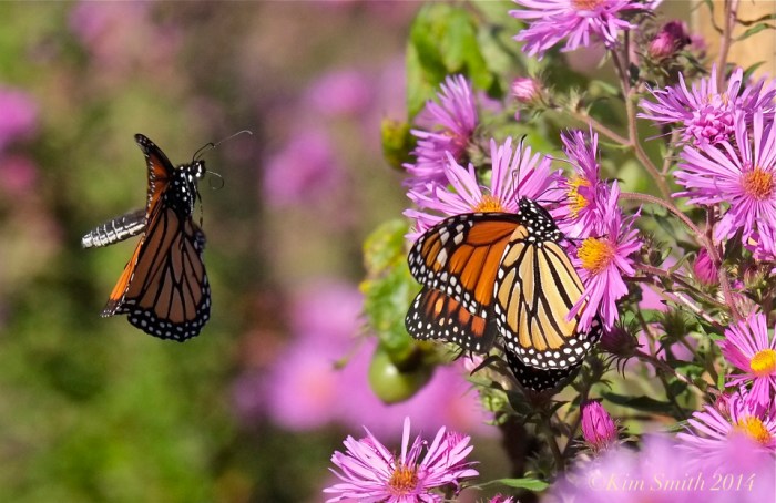 monarch-in-flight-c2a9kim-smith-2014 (1)