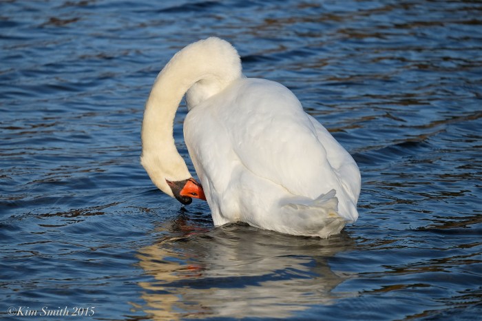 Mr. Swan ©Kim Smith 2015