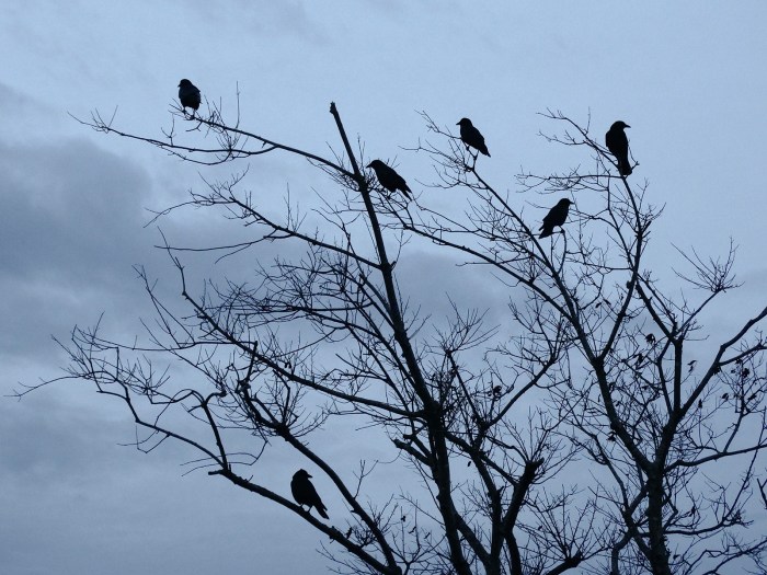 murder of crows