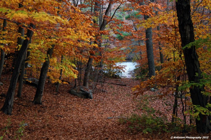 November 5, 2015 colors of Wallace Pond
