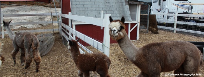 November 6, 2015 love these guys