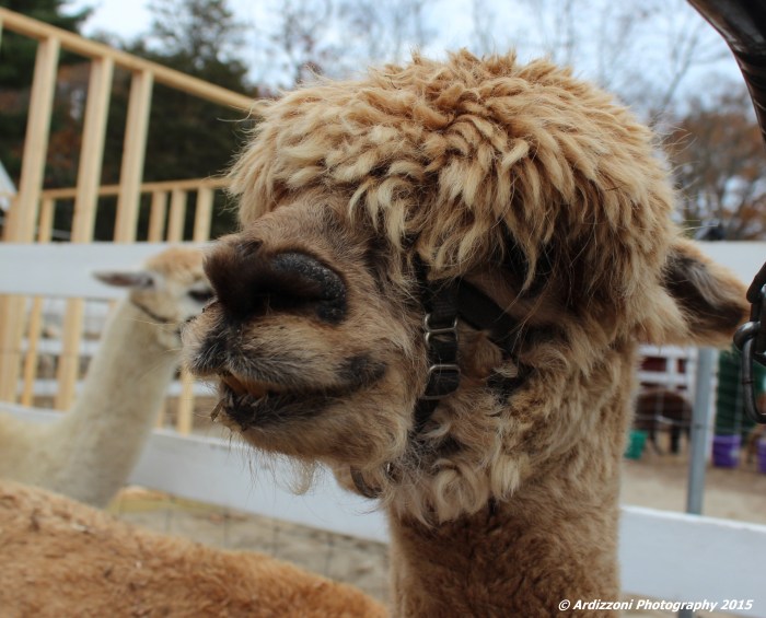 November 6, 2015 may need a haircut