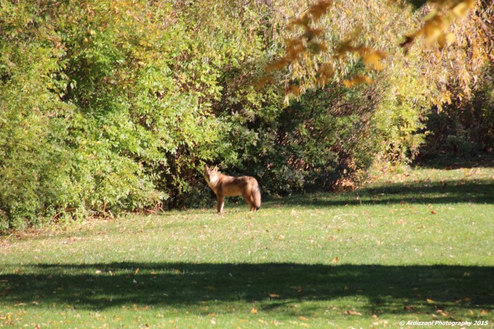 November 8, 2015 Are you looking at me