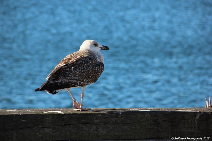 November 8, 2015 Lone Gull