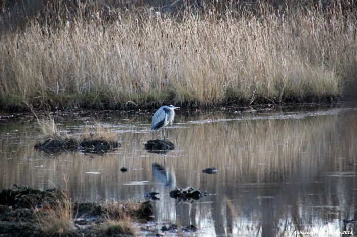 November 9, 2015 Hanging at Clark Pond