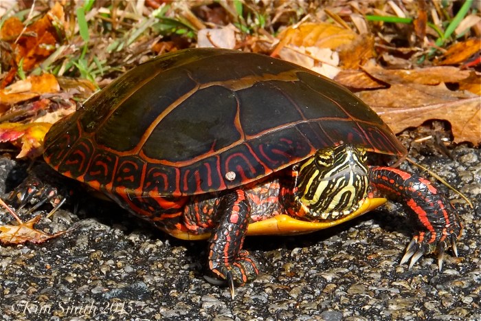 Painted Turtle Niles Pond ©Kim Smith 2015