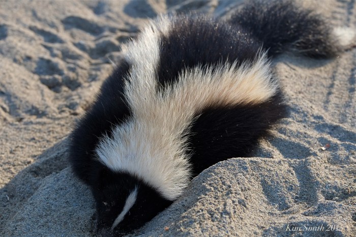 Skunk dead ©kim Smith 2015