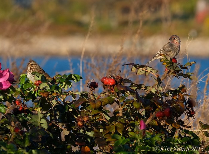 Song Sparrow and Finch ©Kim Smith 2015