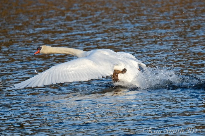 Swan cygnus olor ©Kim Smiuth 2015