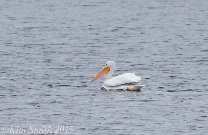 White pelican Massachusetts gloucester ©Kim Smith 11-16-15