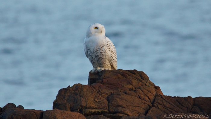 12432758_10207314033506833_941306720_o-1