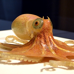 blaschkaoctopusinglass_inmollusks_01391_cameo_0