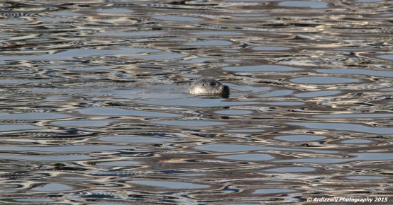 December 11, 2015 resting at the State Pier 1