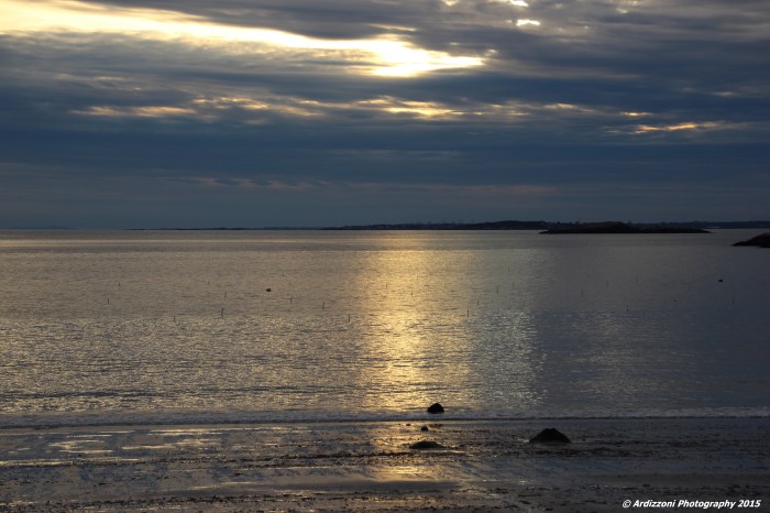 December 26, 2015 Magnolia near sunset