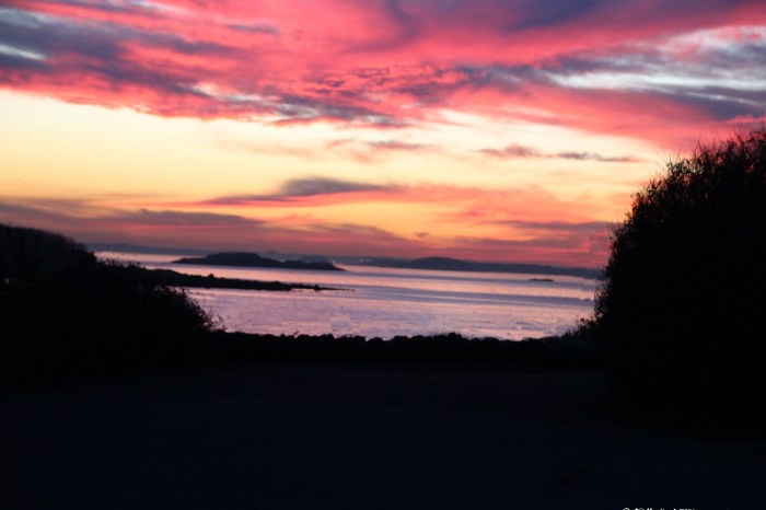 December 7, 2015 Sunset through the bushes on Shore road1