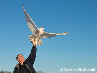 norman-smith-with-snowy-owl-lifting-off-c-raymond-mcdonald_large_landscape