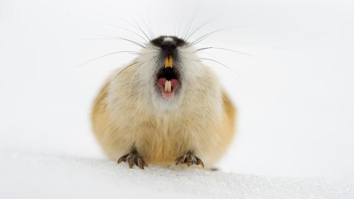 E464P8 Norway lemming (Lemmus lemmus) calling on spring snow, Vauldalen, Norway, May