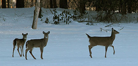 wildlife-sightings_gallerymedium