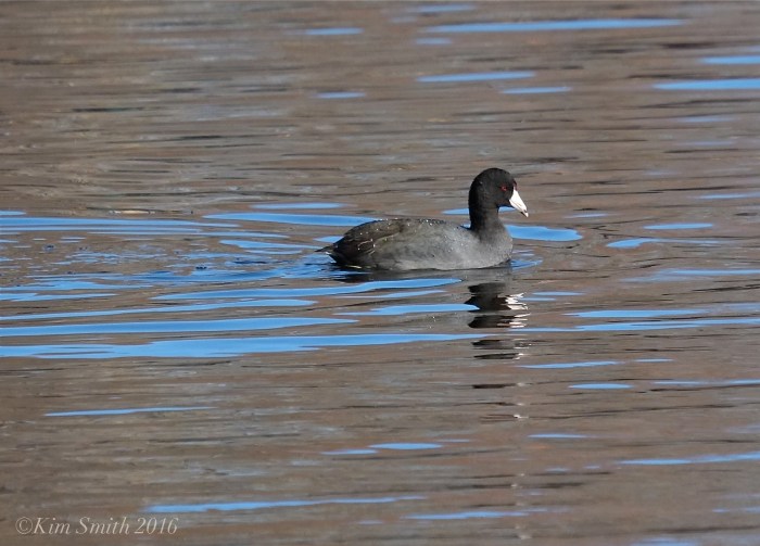 American Coot Niles Gloucester Massachusetts ©Kim Smith 2016