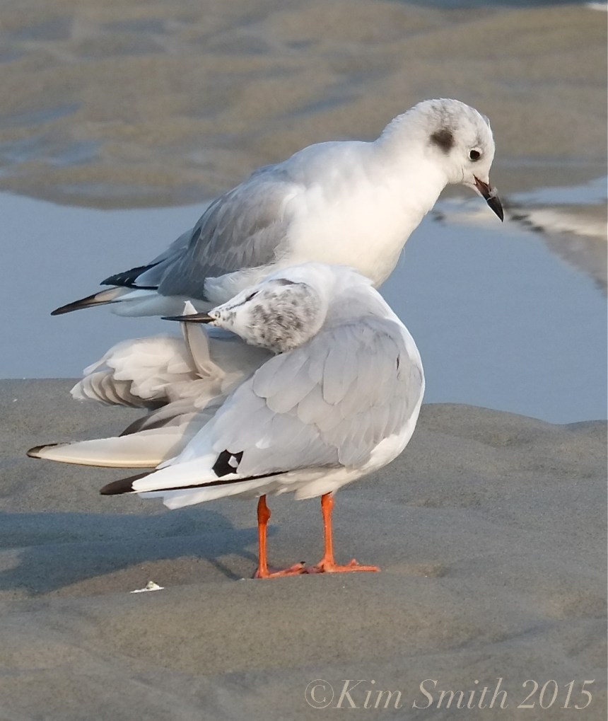 Bonapartes Gulls Preening -2 ©Kim Smith 2015