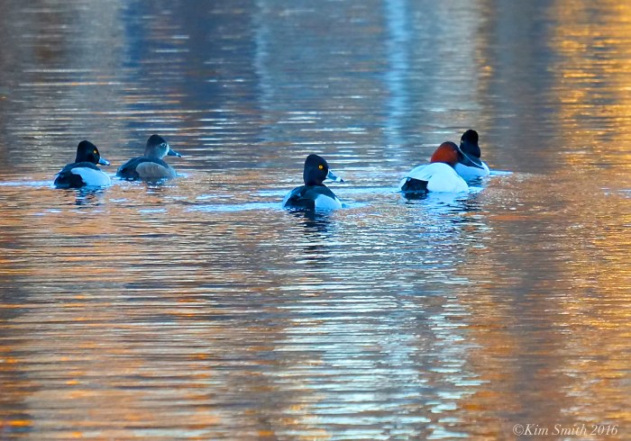 Canvasback and Ring-necked Duck Niles Pond ©Kim Smith 2016